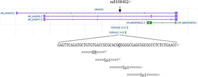 Association of miR-181c/d gene locus rs8108402 C/T polymorphism with susceptibility to Kawasaki disease in Chinese children